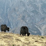 First Yak Sighting  A clear sign we are getting to higher altitudes: First yak sighting at the slopes of Jade Snow Mountain.
